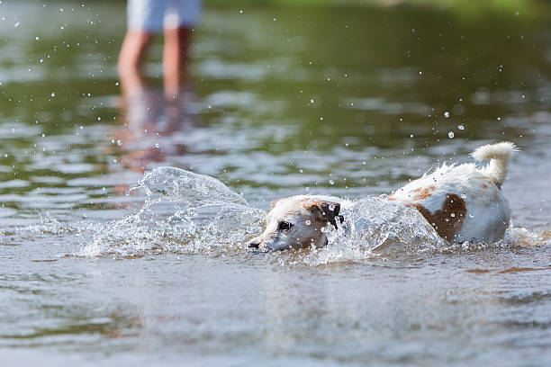istock Parson Russell Terrier plays with a ball in a river 614120718