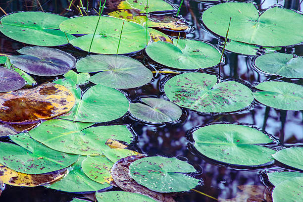 istock Water lilies - Nymphaeaceae on dark water 614121270