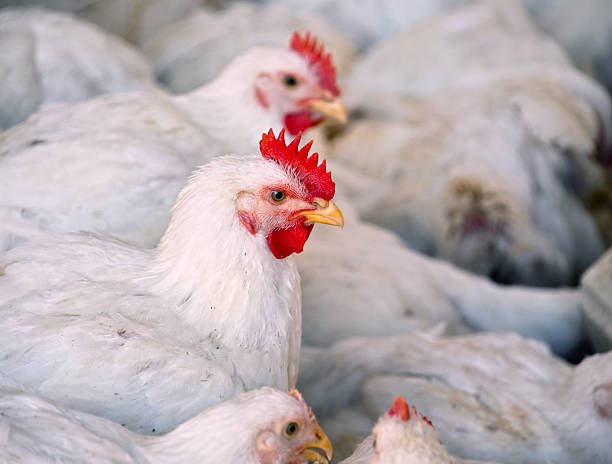 Young chickens on a poultry farm