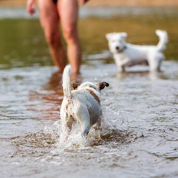istock man plays with a dog in the river 614121694