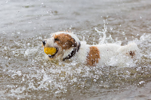 istock Parson Russell Terrier plays with a ball in a river 614122342