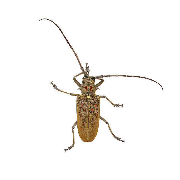 istock Species of longhorn beetles beetles. 614122872