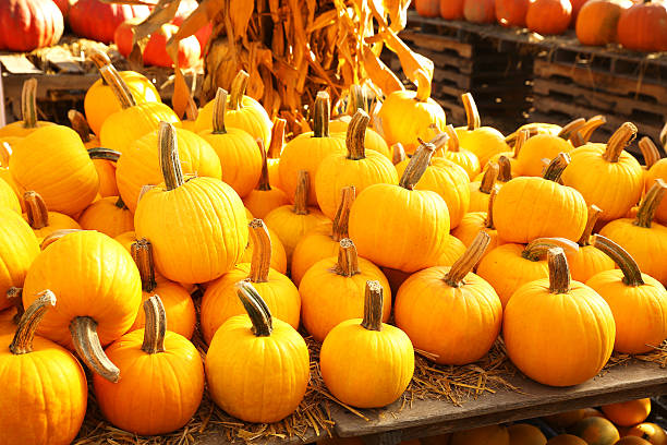 istock Pumpkins on the autumn market 614123524