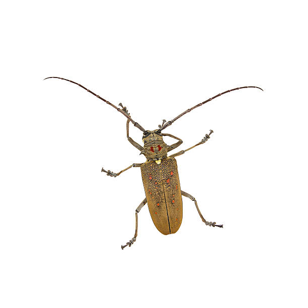 istock Species of longhorn beetles beetles. 614123714