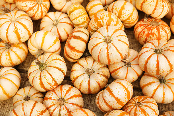 Heap of tiny striped pumpkins. Harvest