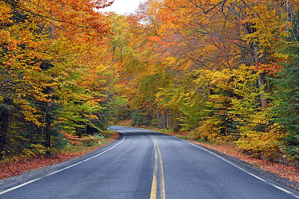istock Driving in Autumn foliage in Northeast forest 614123966