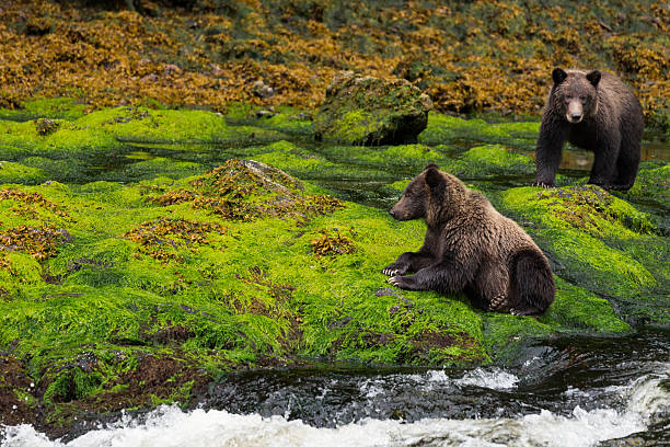 istock Two grizzly bears on mossy riverbank 614124362