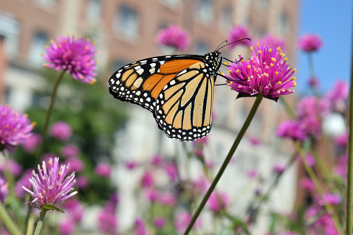 Monarch butterfly in the city on pink flower