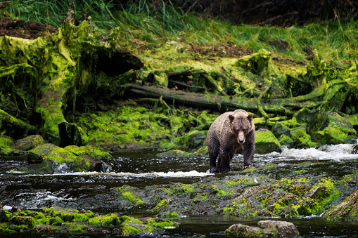 A brown Bear is in a tidal river in front of a mountain range in Katmai National Park Alaska.  The  mountains are very colorful and have dramatic edges and ridges.