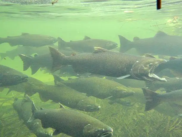 Chinook and Coho Salmon run up the Boardman River in Traverse City Michigan