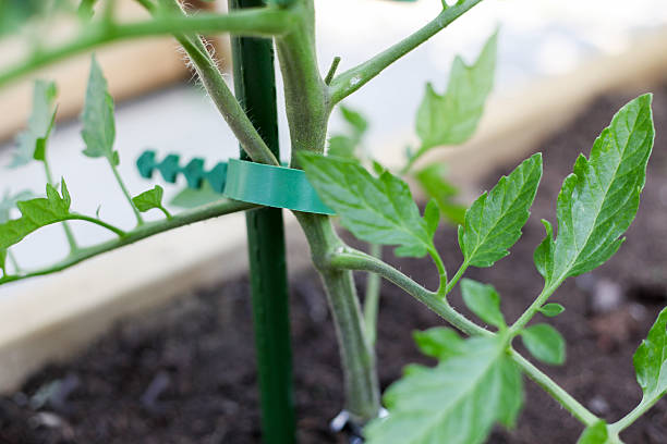 Planta de tomate com suporte - foto de acervo