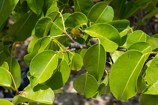 Closeup leaves of deadly manchineel tree Closeup of yellow green leaves on branch of poisonous manchineel tree on Caribbean island of Isla Culebra in Puerto Rico culebra island photos stock pictures, royalty-free photos & images