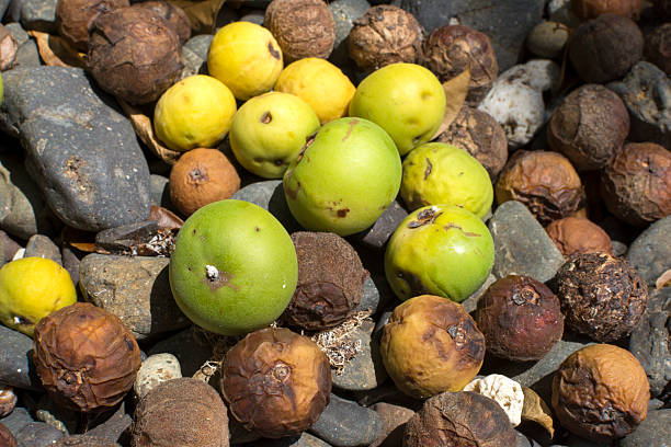 Fallen fruit of deadly manchineel tree Closeup of ripe and rotten fruit of poisonous manchineel tree fallen on ground in Caribbean island of Isla Culebra culebra island photos stock pictures, royalty-free photos & images