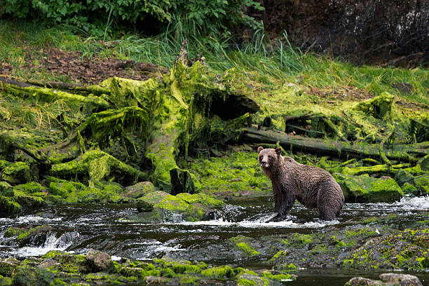 istock Grizzly fishing for salmon 614124716