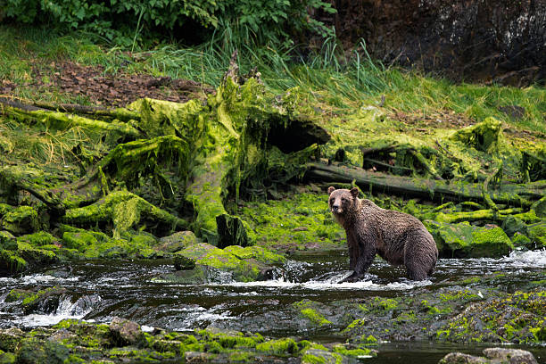 Grizzly fishing for salmon stock photo