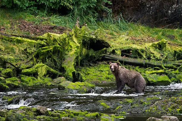 Lone grizzly coastal brown bear standing in water is fishing for salmon in a river with a lush mossy green riverbank in the rainforest on Chichagof Island, Juneau, Alaska, USA