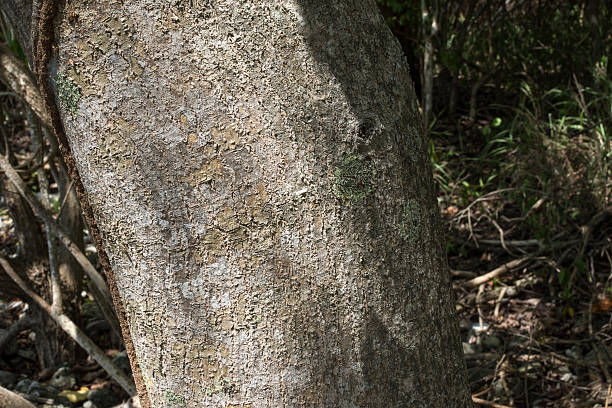 Bark on trunk of deadly manchineel tree Detail of bark and trunk of poisonous Hippomane mancinella manchineel tree in natural environment on Caribbean island of Isla Culebra in Puerto Rico culebra island photos stock pictures, royalty-free photos & images