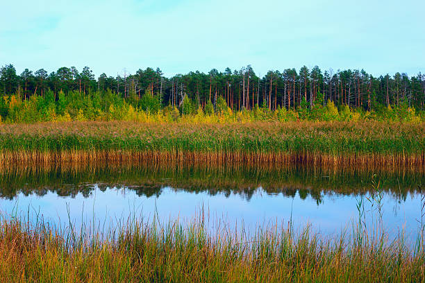 paisaje otoñal con reflejo en el agua. - pokachi fotografías e imágenes de stock