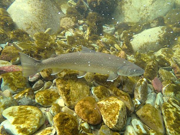 Bull Trout a Bull Trout swims up Park Creek in Glacier National Park to spawn. Montana bull trout stock pictures, royalty-free photos & images