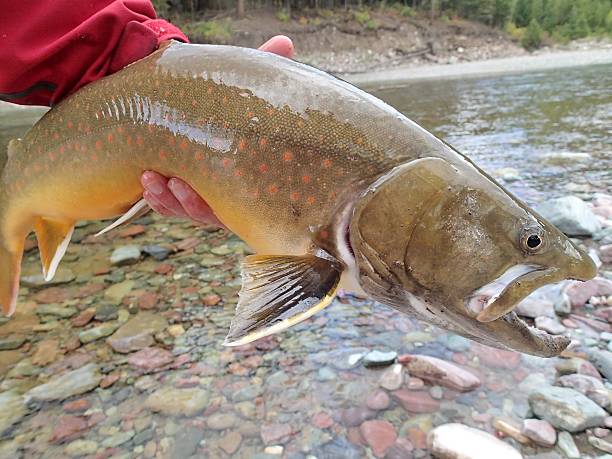 Bull Trout a Bull Trout caught and released in the Middle Fork of the Flathead River near Glacier National Park, Montana bull trout stock pictures, royalty-free photos & images