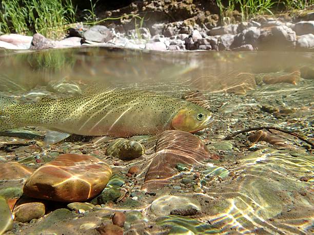 Cutthroat Trout a West Slope Cutthroat rests in shallow water of the Spotted Bear River in the Bob Marshall Wilderness, Montana bull trout stock pictures, royalty-free photos & images