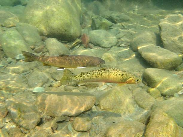 Bull and Cutthroat Trout a Bull Trout swims next to a West Slope Cutthroat in the Middle Fork of the Flathead River, near Glacier National Park, Montana bull trout stock pictures, royalty-free photos & images