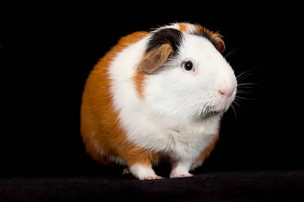 Adult male American Guinea Pig on a black background