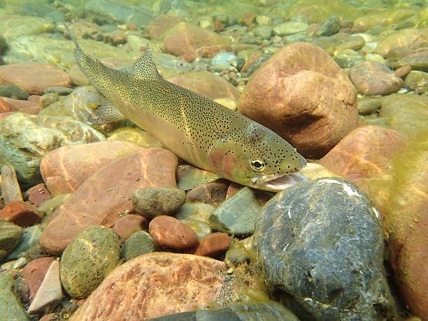 purpurforellen - cutthroat trout stock-fotos und bilder