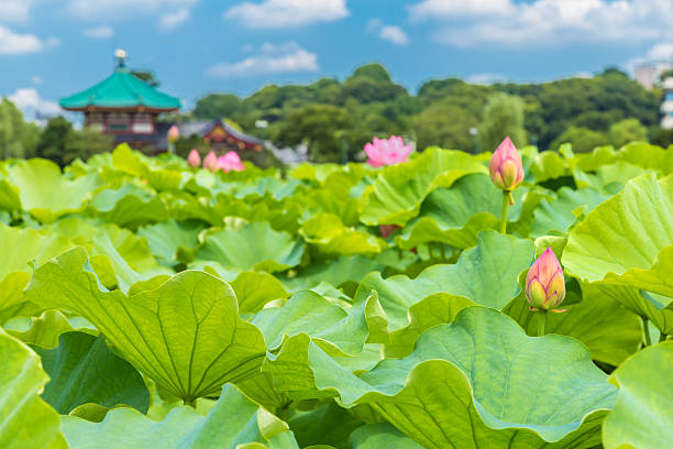 Bud of lotus flower Bud of this lotus was shot in Taito-ku, Japan Ueno Park.Background is the lotus leaf and lotus bud and lotus flower and tree and city scape. shinobazu pond stock pictures, royalty-free photos & images