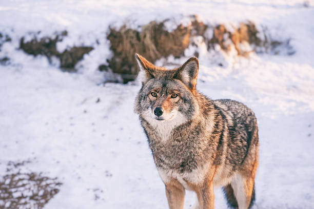 istock Coyote in winter at Omega park, Quebec, Canada 614128124