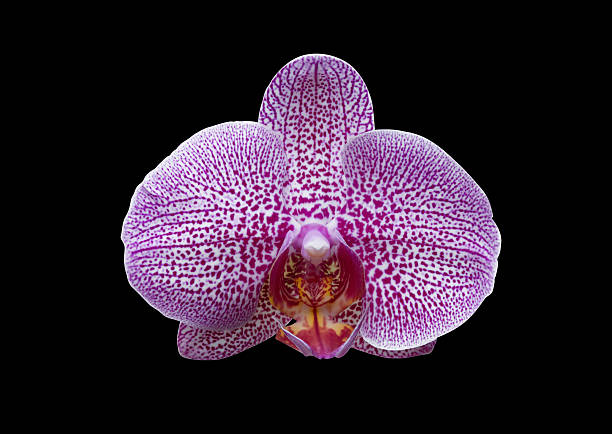Orchid Genus Vanda Flower Purple On A Black Background Stock Photo -  Download Image Now - iStock