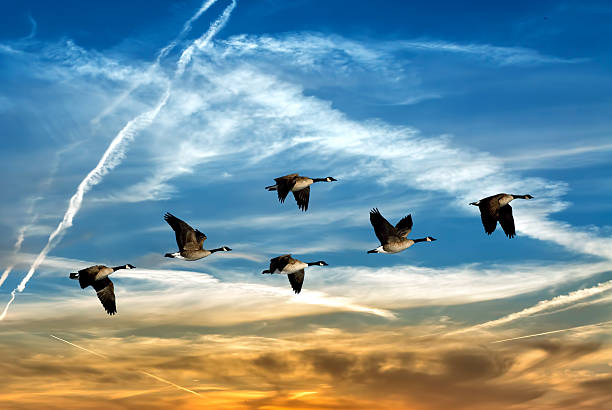 istock Beautiful sky with flying birds natural background 614128316
