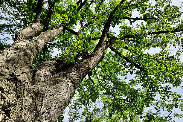 alcanza el cielo - elm tree fotografías e imágenes de stock