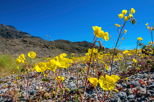 Yellow wideflowers of the desert bloom in Death Valley, California.  