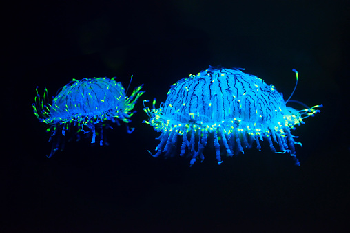 Flower hat Jellies can be found in the West Pacific off southern Japan.