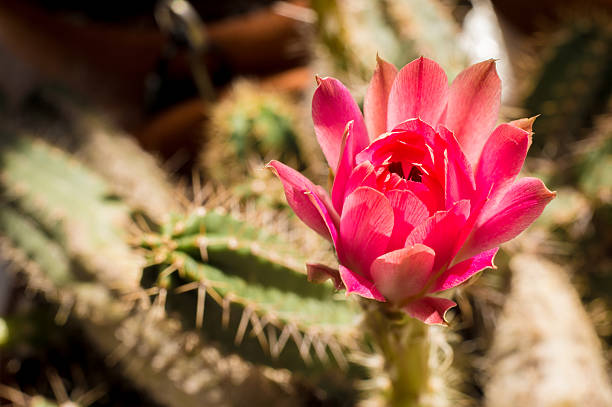цветок кактуса эчиноцереус шеери - single flower flower cactus hedgehog cactus стоковые фото и изображения