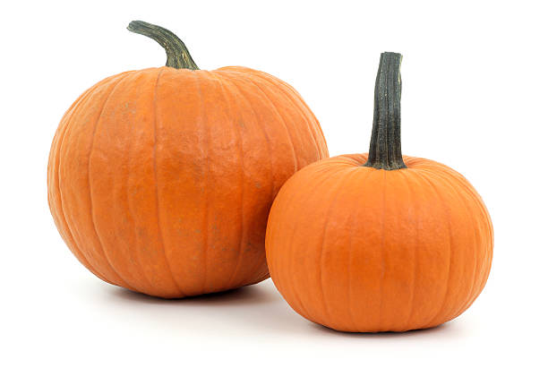 two pumpkins on white background for halloween or thanksgiving stock photo