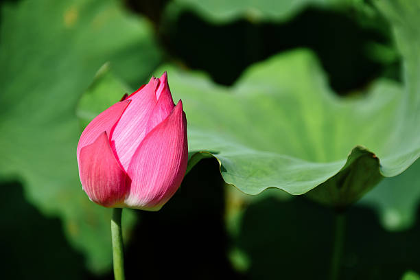 istock The lotus flower 614129436