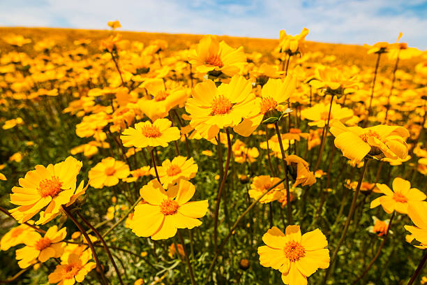 Flowers of the Desert Bloom on the Carrizo Plain Yellow flowers of the desert bloom on the Carrizo Plain in center California.   carrizo plain stock pictures, royalty-free photos & images