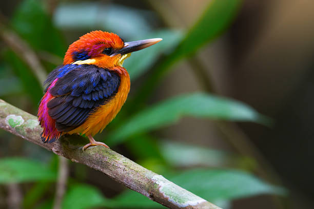 istock Colourful bird,Black-backed kingfisher 614130478