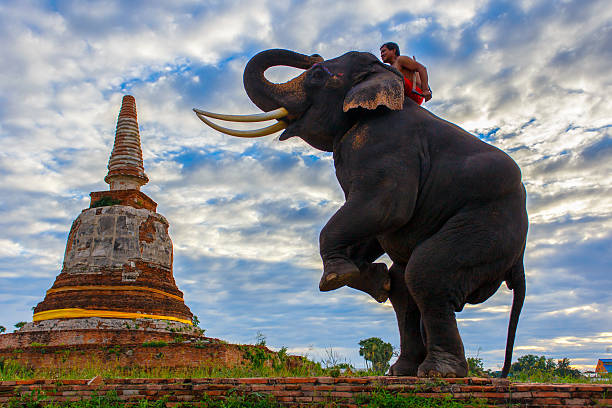 Elephants and stupa at Ayutthaya in Thailand