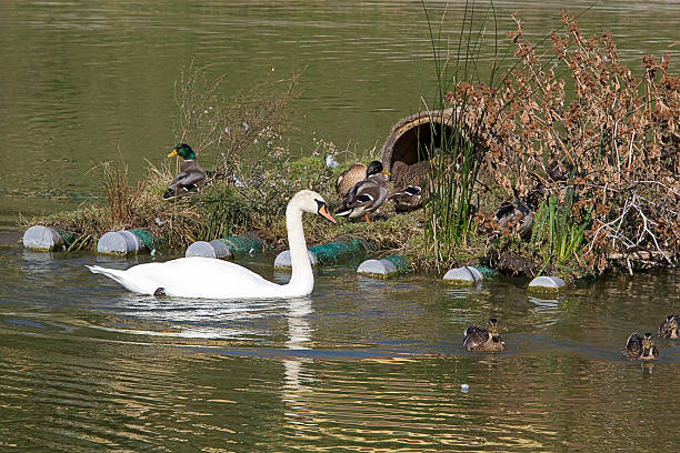 Artificial nesting site for wildfowl on artificial floating island. Wild ducks and swan using artificial floating island for nesting.
