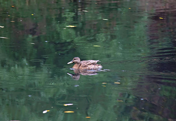 istock single female duck on an autumnal lake 614134212