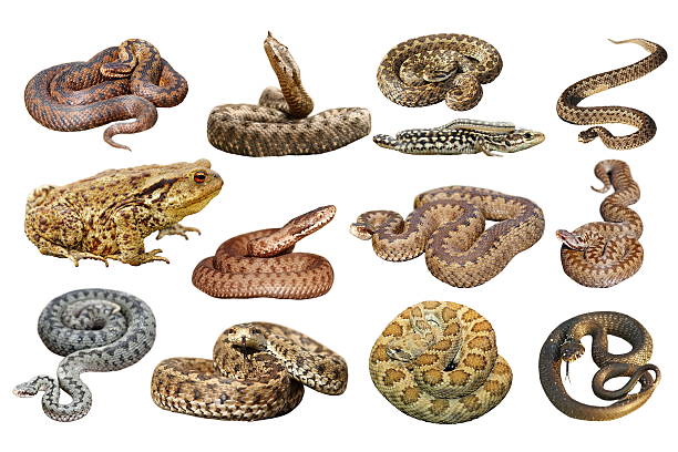 istock collection of herpetofauna over white 614135024