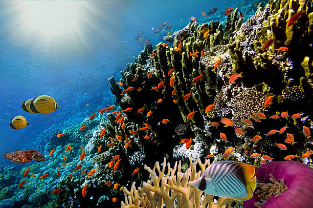 istock Coral Reef Scene with Tropical Fish, Red sea 614135028