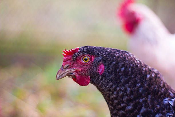 istock Portrait black chicken sitting in yard on blurred background 614135676
