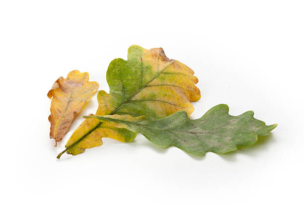 istock Green and yellow oak leaves 614135752