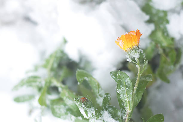 istock First snow on the calendula flowers 614136086