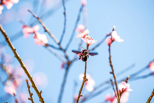istock Peach blossom in spring in Germany 614136114