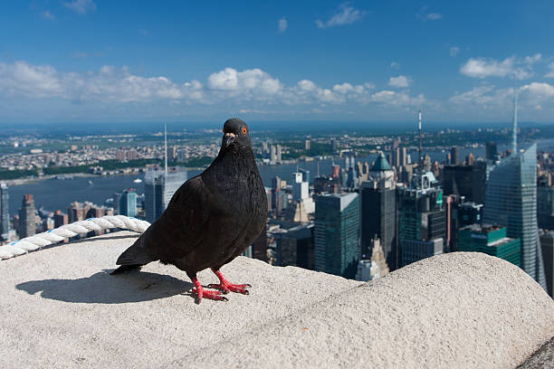 Pigeon on the Empire State Building,New York, USA